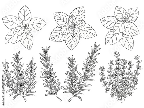 Black and white line art illustrations of five distinct herb varieties