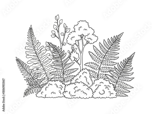 Black and white outline drawing of ferns shrubs and a small tree grouping