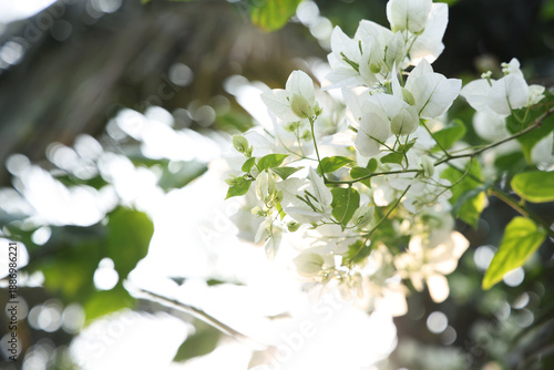 white flowers of a tree
