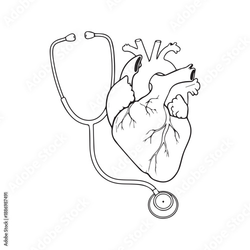 Anatomical human heart wrapped in stethoscope line art illustration. Medical vector sketch design for cardiology, nursing, doctor, and healthcare concept.
