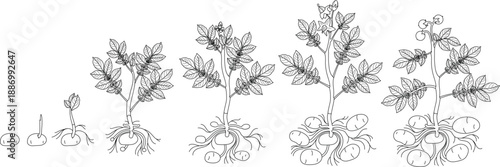 Coloring page with life cycle of potato plant development from planting the tuber and sprouting to harvesting. Growth stages (phenophases) of potato plant isolated on white background
