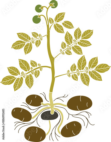 Ripe potato plant with yellow foliage isolated on white background