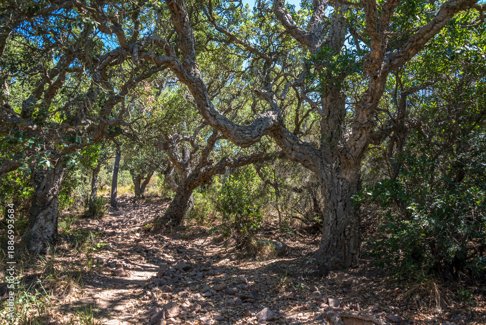 Obraz premium Cork oak (Quercus suber), Massif de l'Esterel, France