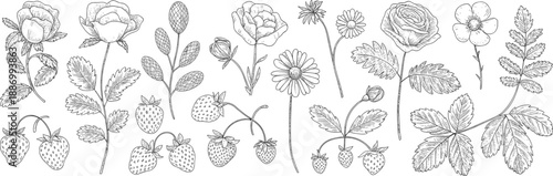 vintage botanical flower illustration hand drawn floral strawberry plant sketch engraving set