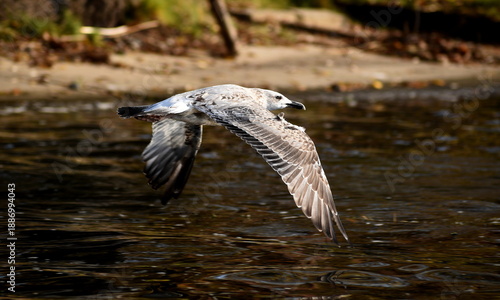 Seagull