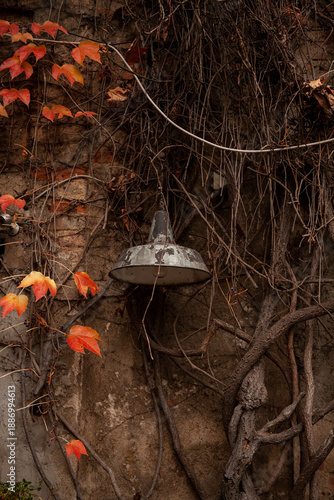Vintage industrial outdoor lamp hanging on a weathered historic wall overgrown with thick intertwined vines and autumn leaves in Milan Navigli district.