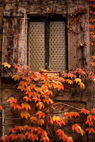 Authentic old window of a traditional Italian house in the Navigli district of Milan, framed by lush green ivy and climbing plants on a weathered historic facade.
