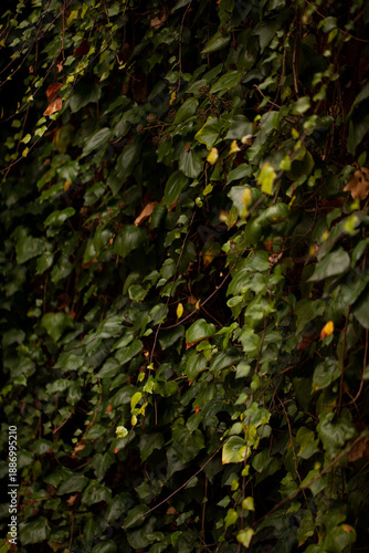 Lush green Common Ivy (Hedera helix) covering an old wall in Milan Navigli district.