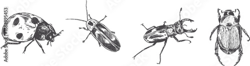 Bug collection of hand-drawn beetles in a vintage pen and ink style drawing, series of vector insects