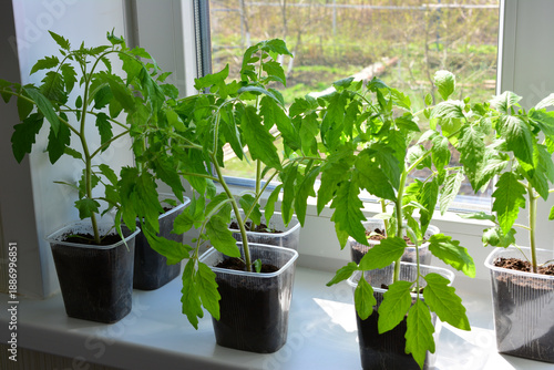 Canvas Print Tomato Seedlings Growing on a Windowsill in the country house