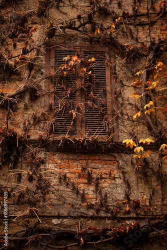 Authentic old window of a traditional Italian house in the Navigli district of Milan, framed by lush green ivy and climbing plants on a weathered historic facade.