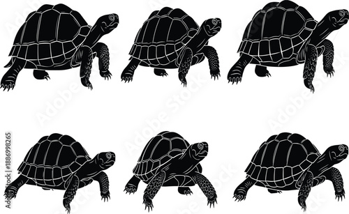 Set of tortoise silhouettes, black animal shapes, reptile illustration, walking poses, shell detail, wildlife art, nature icon, isolated, vector style