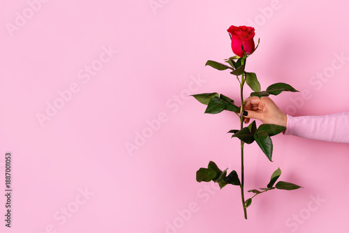 Slika na platnu Hand holding a long-stemmed red rose against a pastel pink background, ideal for romance, Valentine's Day, and floral concepts