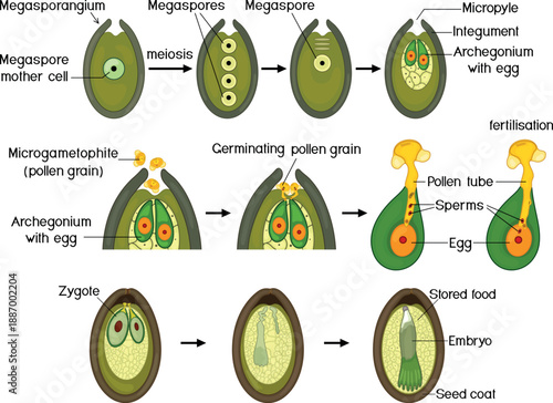 Stages of pollination and fertilization of pine. Sexual process of pine from formation of female gametophyte, to fertilization and formation of embryo