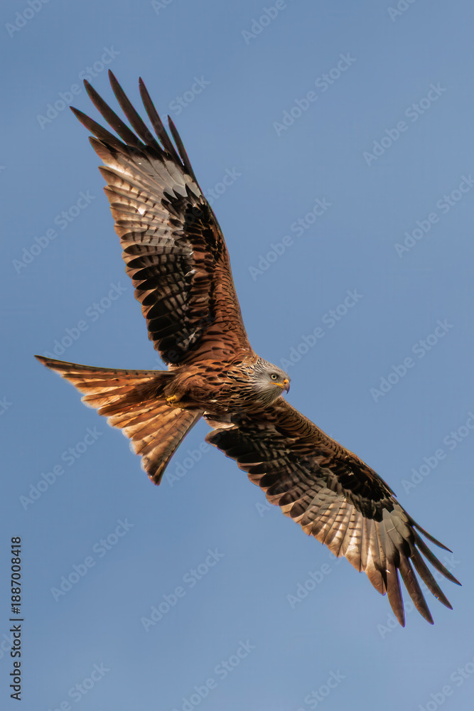 Obraz premium Red Kite on the wing