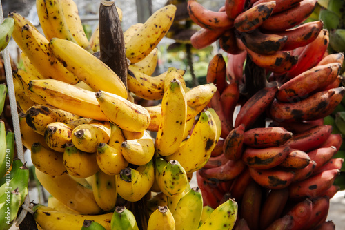 Cavendish Banana, Banana, Green Color, Agriculture, Asia