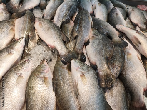 Photography KUALA LUMPUR, MALAYSIA - JANUARY 22, 2026: A variety of fresh whole fish laid out on a bed of crushed ice in the seafood section of a brightly lit supermarket in Southeast Asia