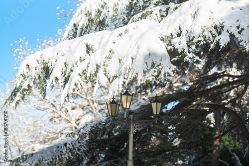 Winter city Park. The branches of coniferous trees are heavily covered with snow. A sunny January day. After a heavy overnight snowfall. New Year's Morning. An old lamppost.
