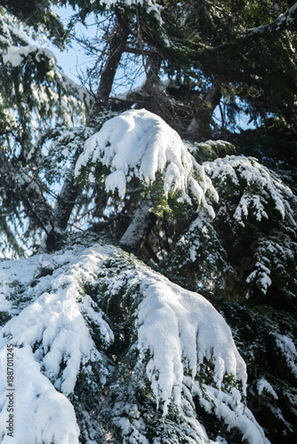 Winter city Park. The branches of coniferous trees are heavily covered with snow. A sunny January day. After a heavy overnight snowfall. New Year's Morning.