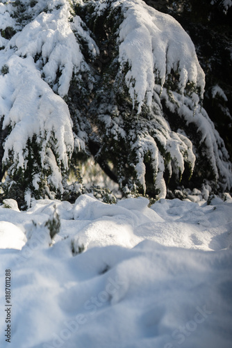 Winter city Park. The branches of coniferous trees are heavily covered with snow. A sunny January day. After a heavy overnight snowfall. New Year's Morning.
