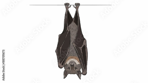 Detailed illustration of a bat hanging upside down with its wings folded, sleeping peacefully, isolated against a clean white background.