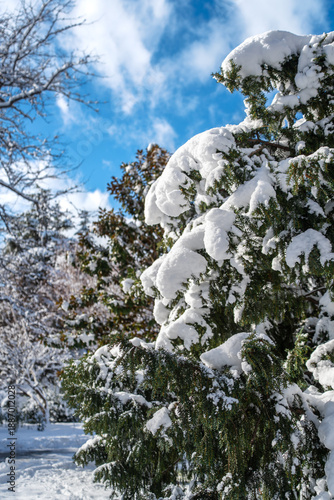 Winter city Park. The sidewalk and branches of coniferous trees are heavily covered with snow. A sunny January day. After a heavy overnight snowfall. New Year's Morning. An old lamppost.