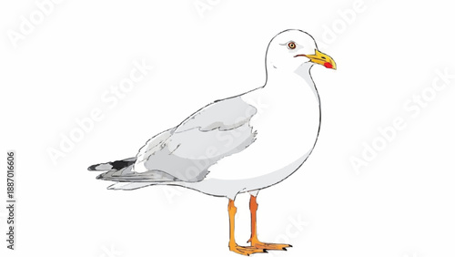 Realistic illustration of a common seagull standing in profile, showing its white and grey plumage, yellow beak with a red spot, and orange legs.