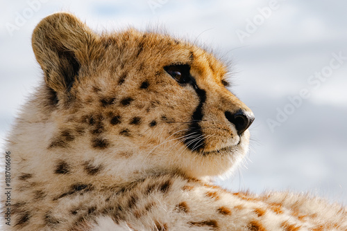 Billede på lærred Close up of a cheetah cub with clear sky background
