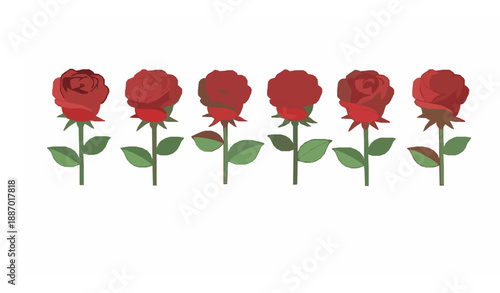Minimal Red Rose Vector Illustration Set Isolated on White