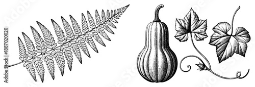 Vintage Botanical Illustration of Fern, Gourd, and Vine Leaves