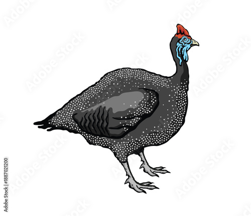 Vector illustration of a guinea fowl