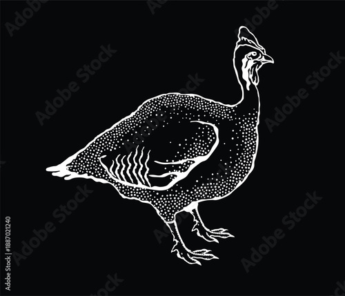 Vector illustration of a guinea fowl