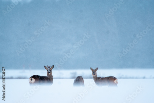 stado saren na zimowym polu 