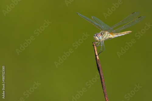 Wallpaper Mural This dragonfly is a Red-veined Darter (Sympetrum fonscolombii). It rests on a stick in Portugal with a green background Torontodigital.ca