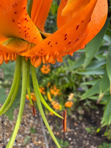 Close up of tiger lily in garden