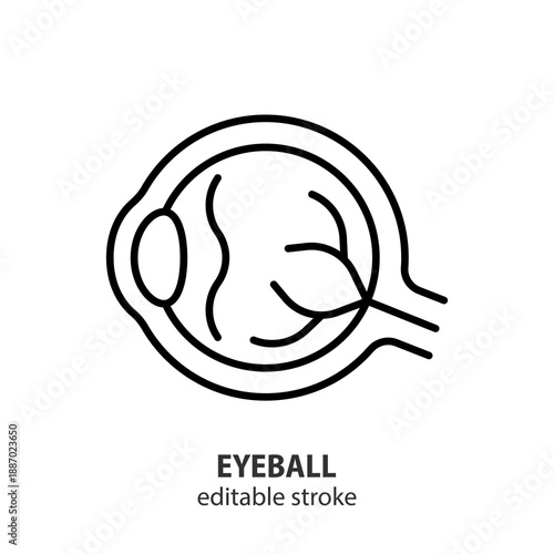 Human eyeball line icon. Anatomy of the eye. Vision and optical health concept. Vector outline symbol for ophthalmology, medical illustration, biology, infographic. Editable stroke.