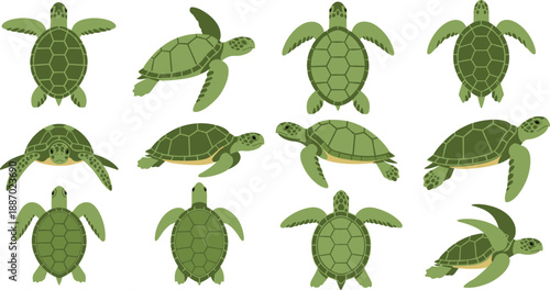 Green Sea Turtle Illustration Set Showing Top and Side View Swimming Poses for Marine Biology, Ocean Wildlife Conservation, and Educational Vector Design