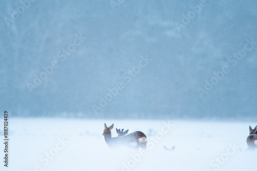 stado saren na zimowym polu 