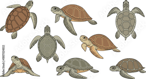 Sea Turtle Illustration Set Showing Different Species and Swimming Poses for Marine Biology, Ocean Wildlife Education, Conservation, and Vector Design Projects