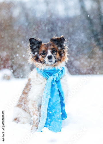Adorable small dog in a blue scarf looking at camera during snowfall.