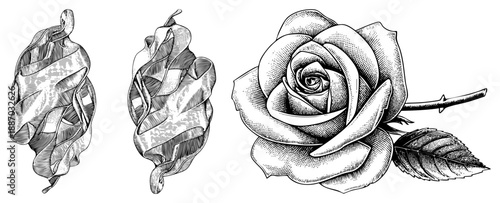 Vintage Engraved Rose and Twisted Ribbon Vector Illustration Set