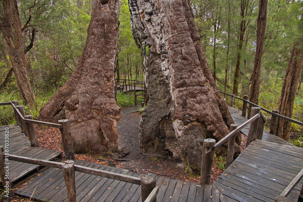 Obraz premium Giant tingle tree at Bibbulmun Track Short Walk in the Walpole-Nornalup National Park, Western Australia, Australia 