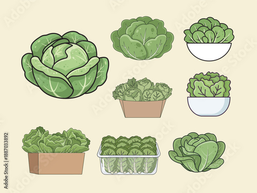 Fresh Greens Variety: An array of vibrant and nutritious lettuces and cabbages are presented in various forms, highlighting the freshness and diversity of produce. 