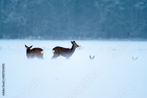 stado saren na zimowym polu 