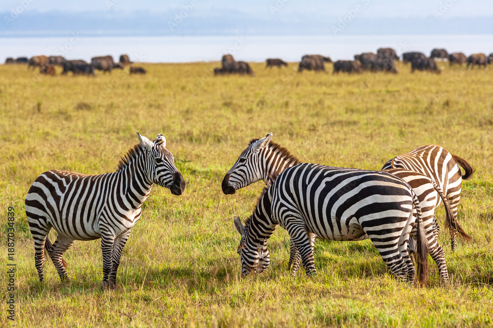 Obraz premium Sociable zebras. Zebras are talking. Masai Mara, Kenya