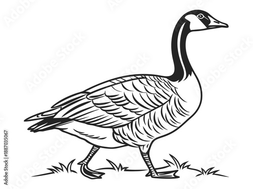 Hand drawn goose vector sketch