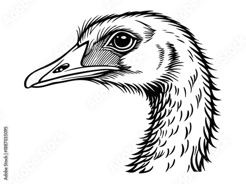 Hand drawn goose vector sketch