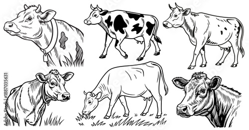 Set of hand drawn cows. Cows sketch vector set