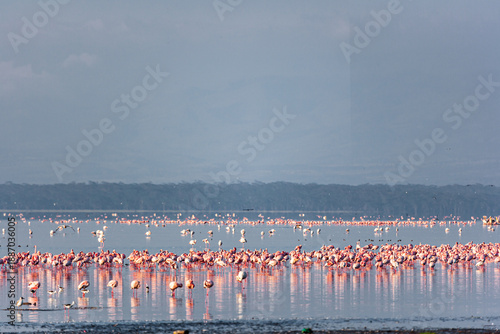 Flamingos. Nakuru landscape. Lake Nakuru, Kenya