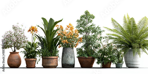 Set of autumn and summer Fraxinus americana and Fraxinus velutina frontal street trees isolated png in sunny daylight on a transparent background 